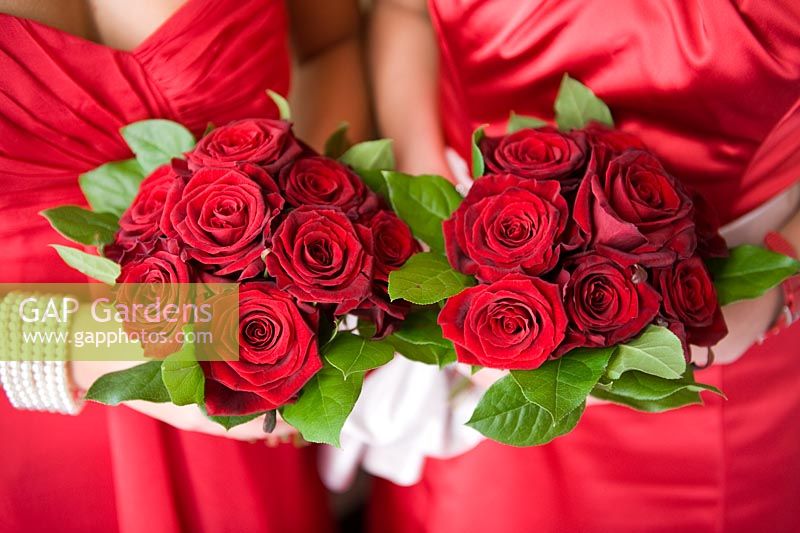 Two bouquets of Red roses held by women bridesmaids wearing red dresses