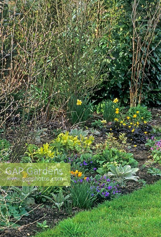Spring border of Crocus, Narcissus, Pulmonaria, Helleborus and Ranunculus ficaria 'Brazen Hussy'. Florence House, Fridaybridge, Cambs. 