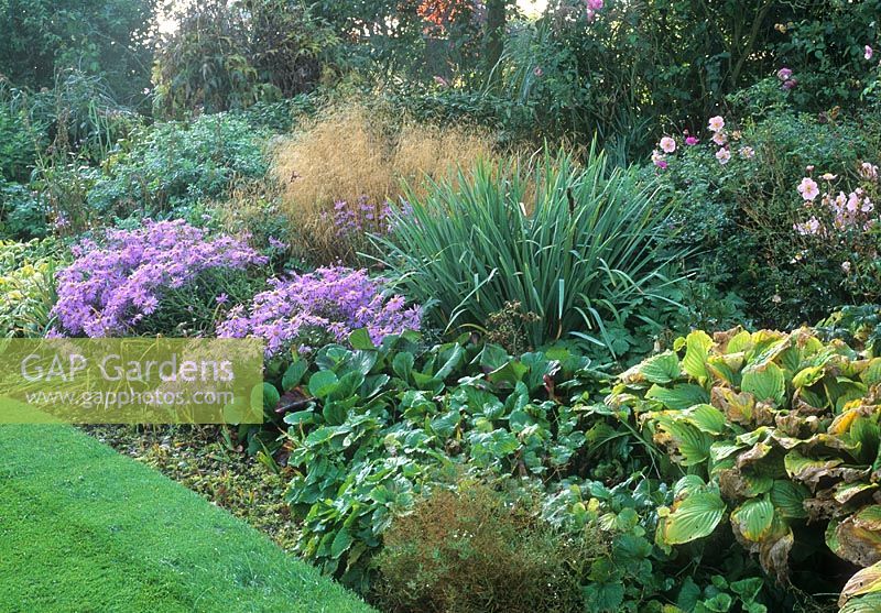 Border in October with Aster frikartii  'Monch', Hosta, Miscanthus sinensis, Anemone japonica, Ornamental Grasses and Lathyrus vernus. Wol and Sue Staines, Glen Chantry, Essex