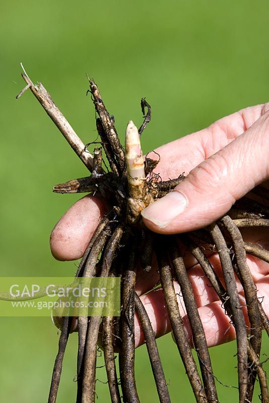 Planting asparagus 'Gijnlim' 
 
