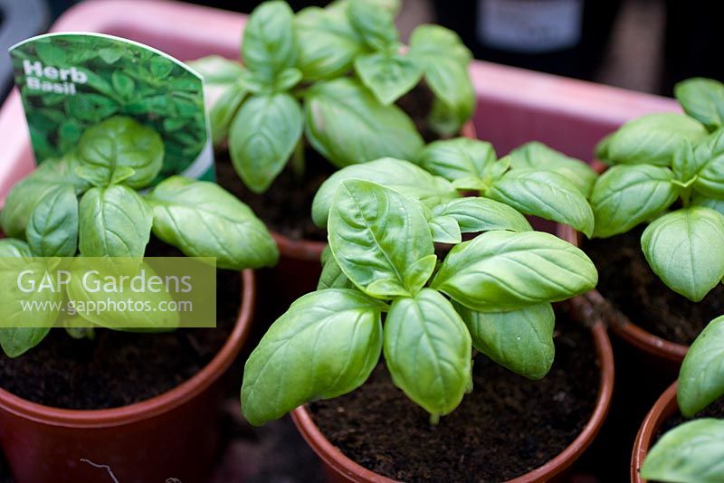 Ocimum basilicum - Sweet Basil seedlings in plastic pots