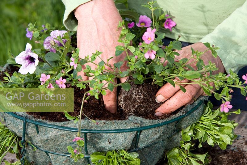 Planting up a hanging basket - planting Young plant in lined wire basket