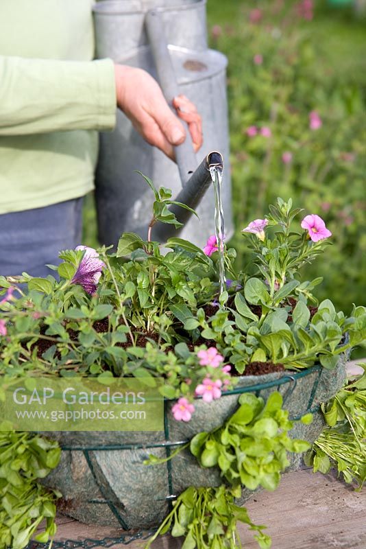 Planting up a hanging basket - watering  Young plants in lined wire basket