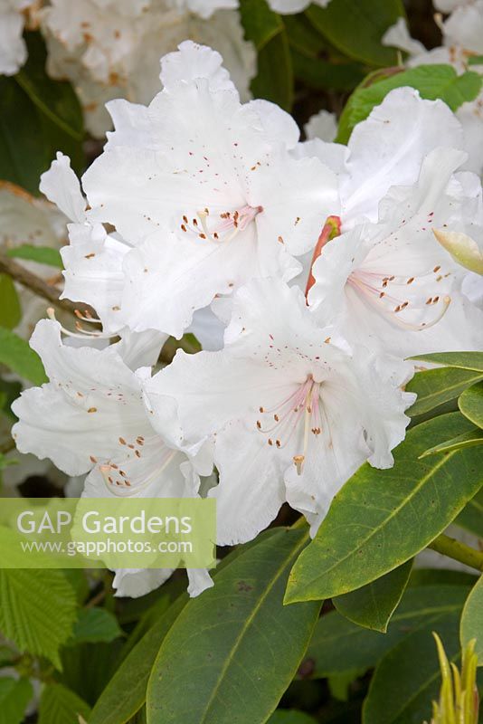 Rhododendron 'Loders white' 