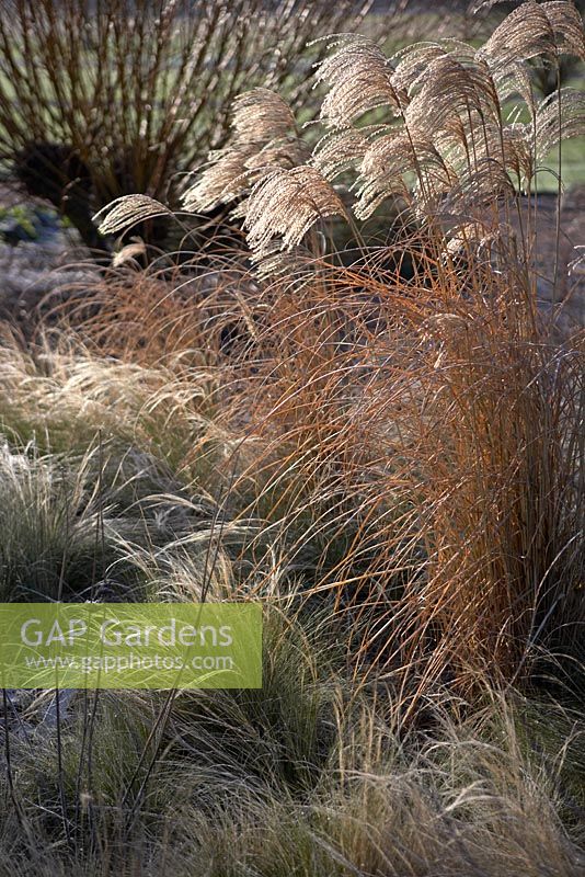 Stipa tenuissima and Miscanthus sinensis 'Graziella'. Grassheads catching morning sun.