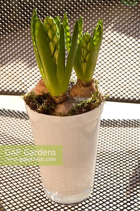 White Hyacinth grown in white glass flowerpot with surrounding moss. Use of appropriate materials to enhance impact.