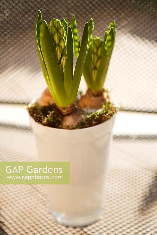 White Hyacinth grown in white glass flowerpot with surrounding moss. Use of materials to enhance impact of bloom.