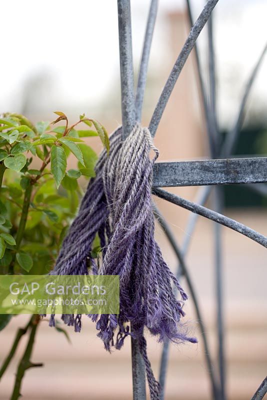 Bundle of pre-cut garden twine attached to galvanised ornate climbing support for training Lathyrus - Sweetpeas.