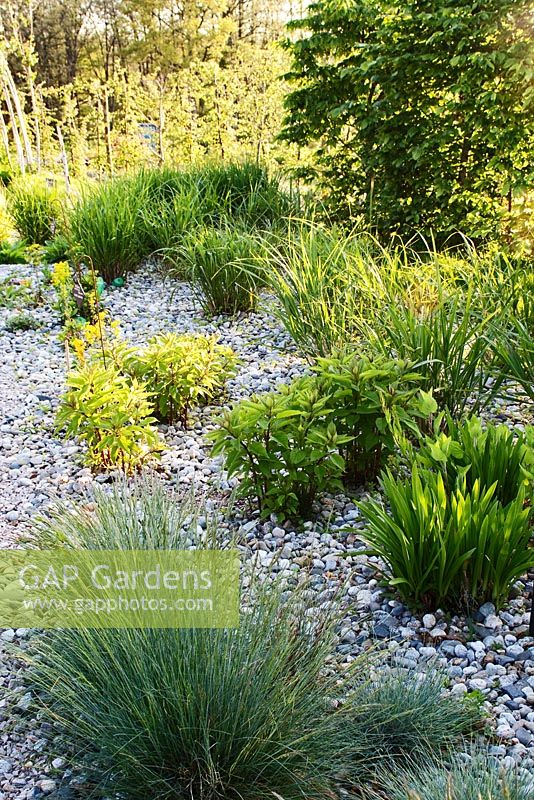A newly planted mixed gravel garden consisting of Monarda, Echinacea, Ornamental grasses and Kniphophia.