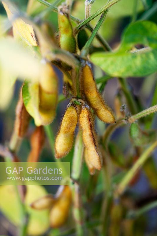 Glycine max - Soya beans. Ripe and ready for harvesting