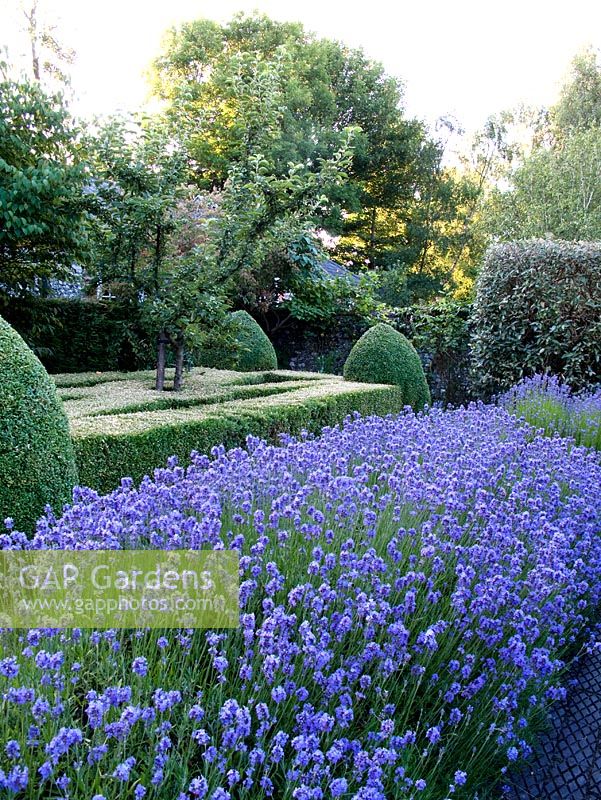 Cottage garden with clipped Buxus - Box hedge showing signs of browning due to insufficient care after clipping. Lavandula Angustifolia 'Folgate' - Lavender in foreground.