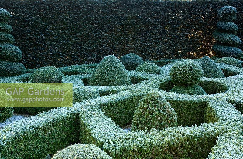 Box Parterre with frost in Winter at Wilkins Pleck NGS, Whitmore,  Staffordshire