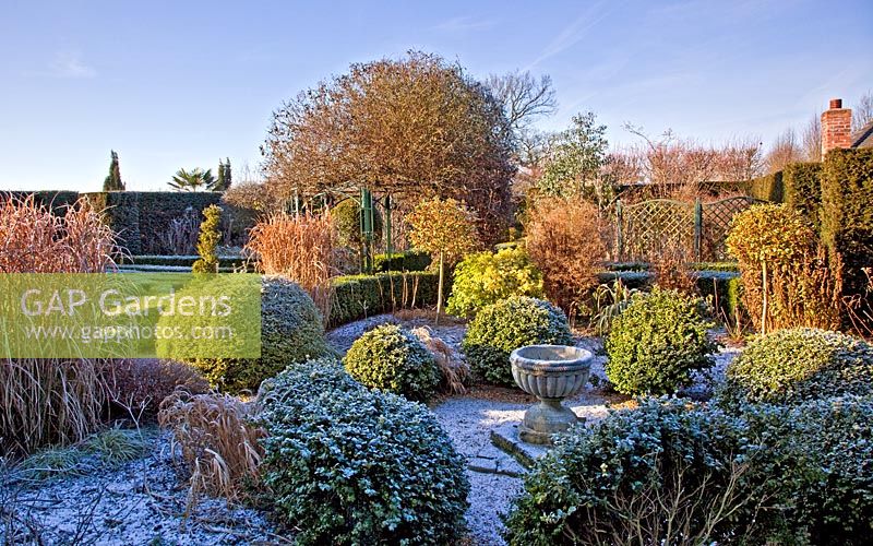 Shaped buxus hedging with mature shrubs and trees in frost and winter sunshine at at Wilkins Pleck, NGS, Whitmore, Staffordshire
