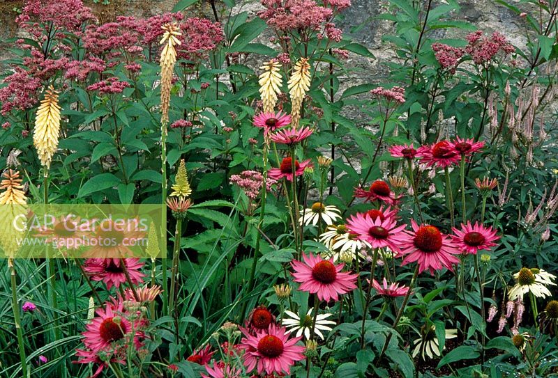 Summer planting with Echinacea 'Ruby Giant', Echinacea 'White Lustre', Eupatorium purpureum ssp maculatum and Kniphofia 'Toffee nosed' - Plas Cadnant, Wales, August