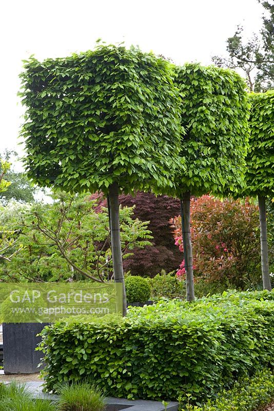Topiary Hornbeam - Carpinus