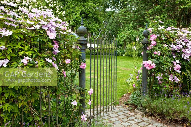 Metal fence and gate with climbers - Roses and Clematis in pink