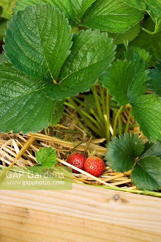 Strawberry 'Florence' mulched with straw