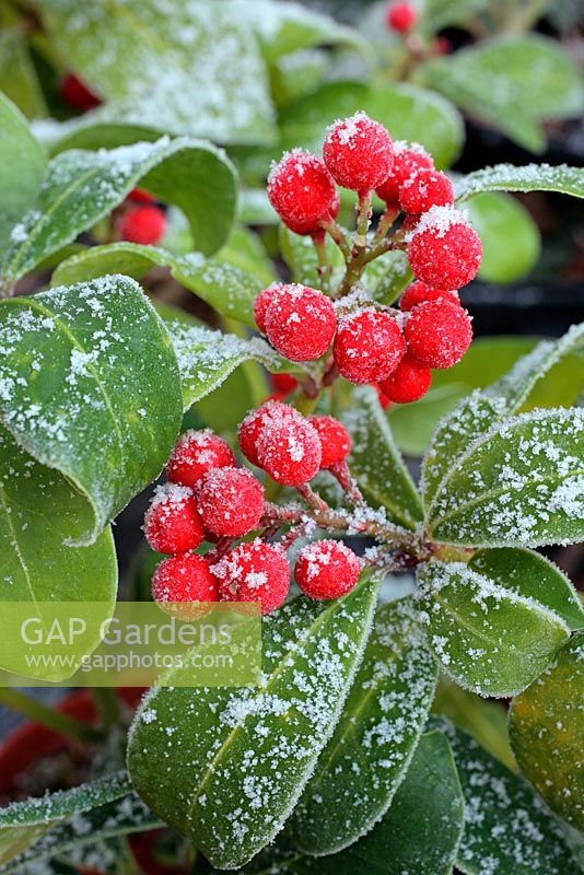 Skimmia japonica 'Redruth' with hoar frost