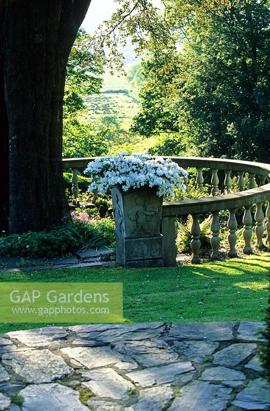 Garden of Clough Williams-Ellis, Holm Oak - Quercus Ilex and Rhododendrom 'Palestrina' in container. Plas Brondanw Garden, Llanfrothen, North Wales.  