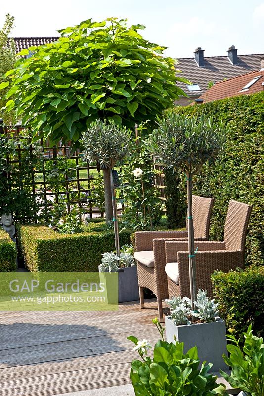 Decked patio in small formal urban garden. Backed by Taxus- Yew hedge. Olea europaea - Olive trees in pots. Catalpa bignonioides 'Nana' tree in background underplanted with low Buxus- Box hedges.