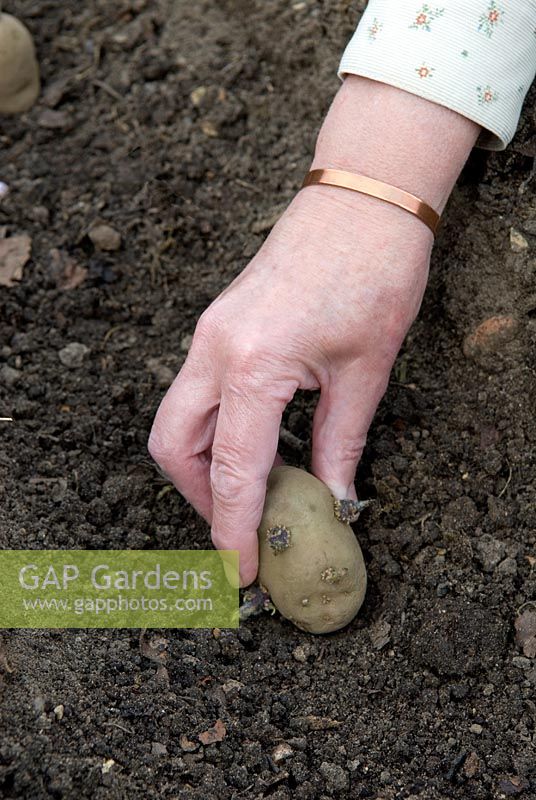 Planting chitted seed potatoes 'Maris Bard' in organically manured trench