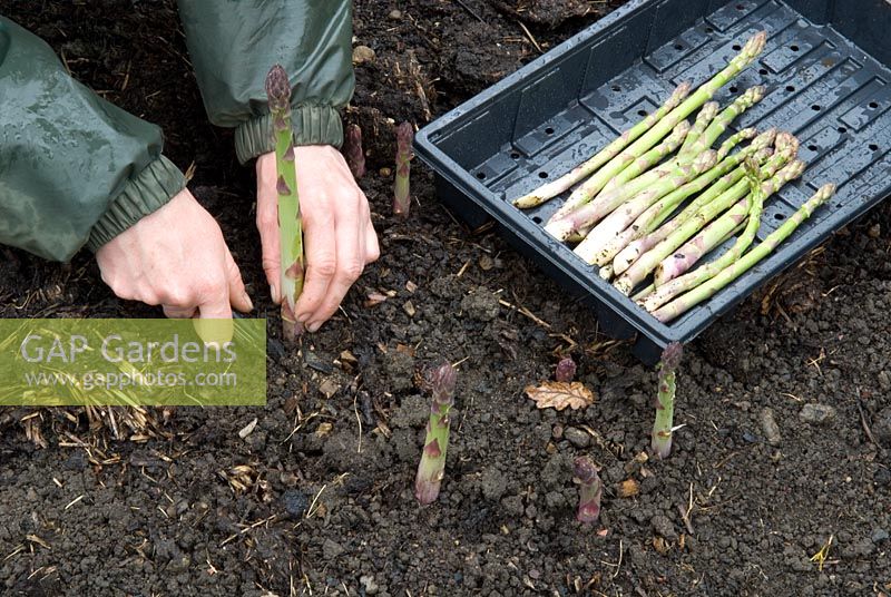 Harvesting asparagus spears in organic bed