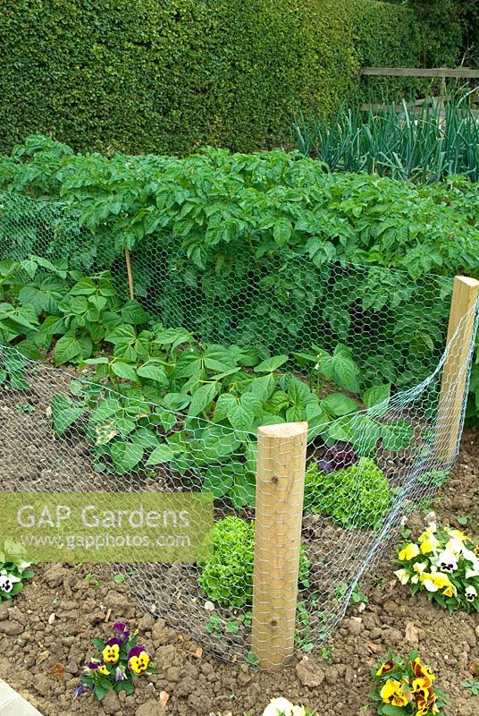 Rabbit proof wire netting sunk into ground, providing protection to dwarf beans and salad crops - Open Gardens Day 2009, Pettistree, Suffolk 