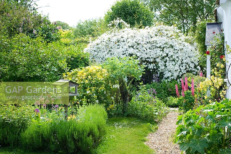Garden in front of cottage with gravel path, Alliums, bird table, Choisya ternata 'Sundance' and Clematis montana.  Wild Rose Cottage, Lode