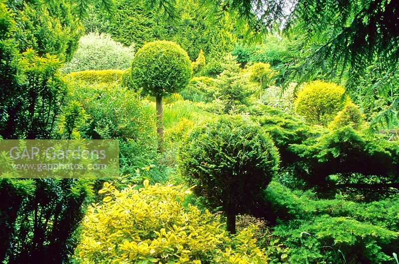 The Yellow Garden. Cae Hir Garden, Cribyn, Ceredigion. June. Garden open to the public
