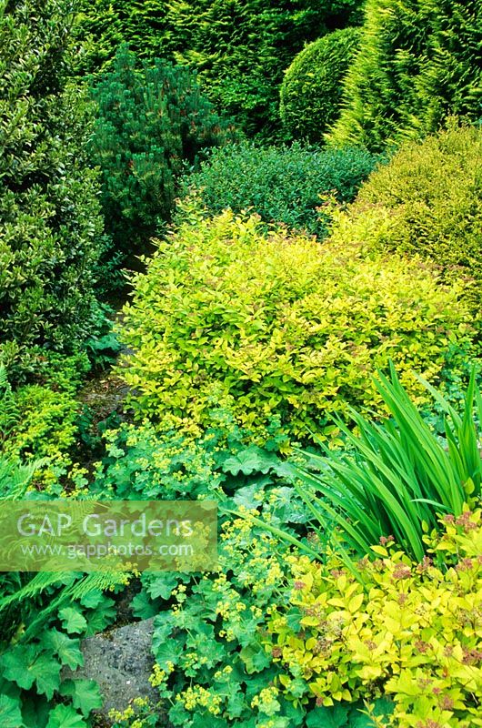 Spirea japonica 'Goldflame', Alchemilla mollis and others. The Yellow Garden. Cae Hir Garden, Cribyn, Ceredigion. June.