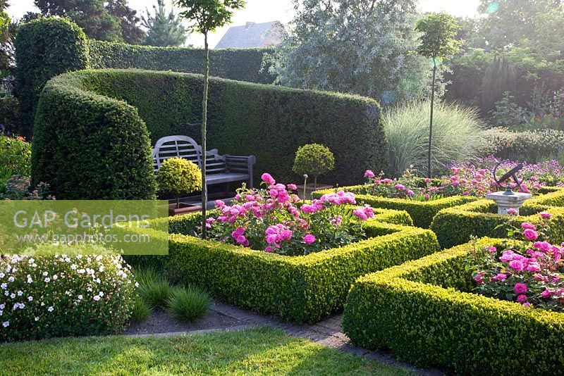 Formal rose garden with clipped box surrounding flowerbeds of Rosa 'Melrose' and Yew hedge