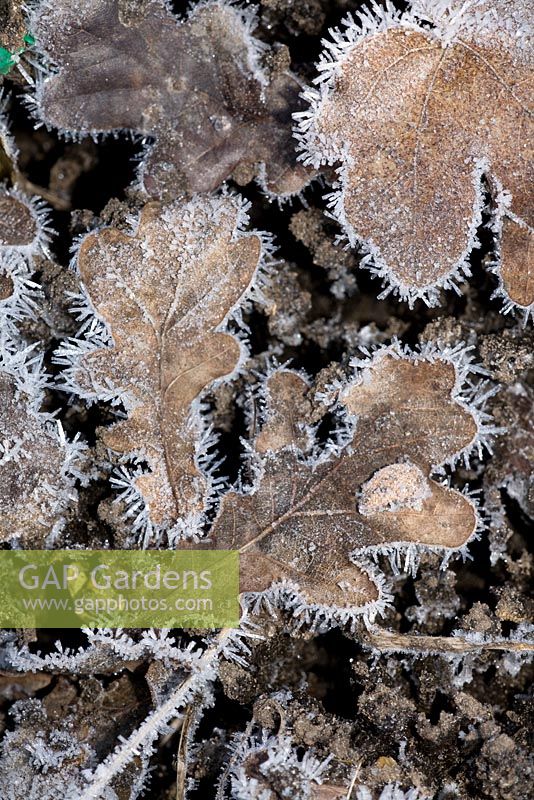 Frosted Quercus - Oak leaves