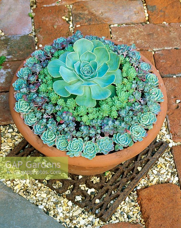 Drought resistent succulent leaved plants arranged in rings in a shallow terracotta pan. Echeverias with Sedum spathulifolium 'Purpureum' and Rhodiola pachyclados