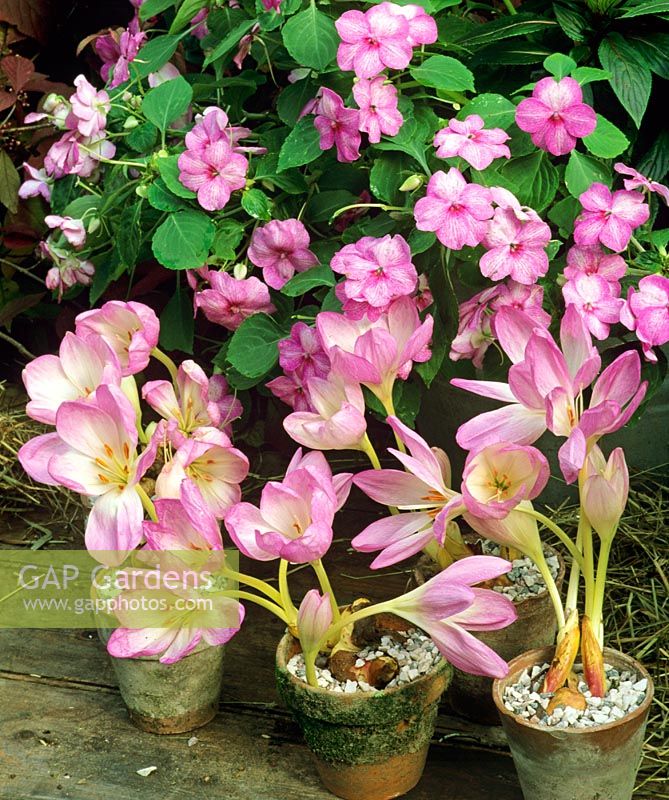 Colchicum speciosum - Autumn Crocus being grown as a tabletop display in gravel filled terracotta pots against a backdrop of Impatiens - Busy Lizzies