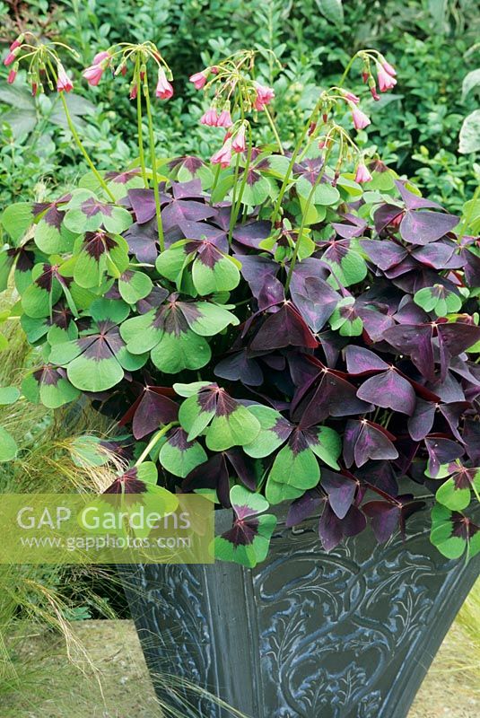 Two contrasting varieties of  Shamrock growing in a fibreglass pot decorated with a William Morris pattern. Oxalis tetraphylla 'Iron Cross' with Oxalis triangularis