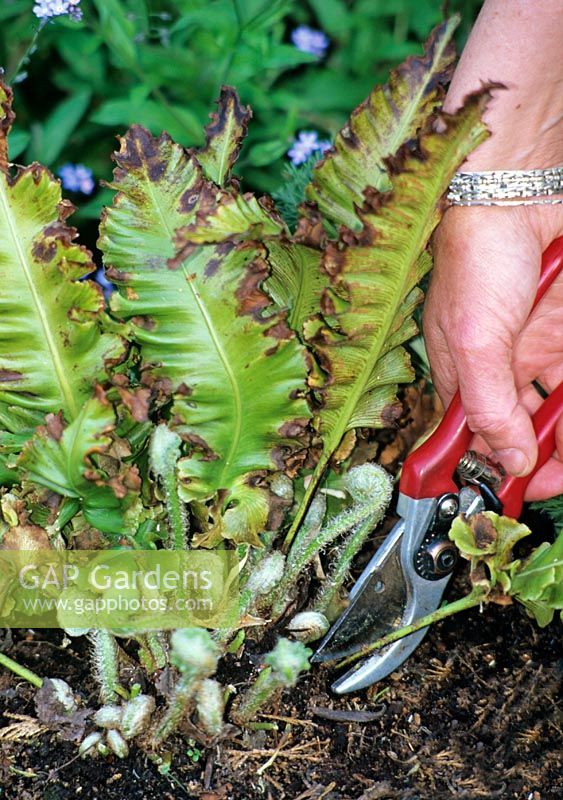Cutting back the old unsightly fronds from a harts tongue fern, just as the new fronds are beginning to unroll