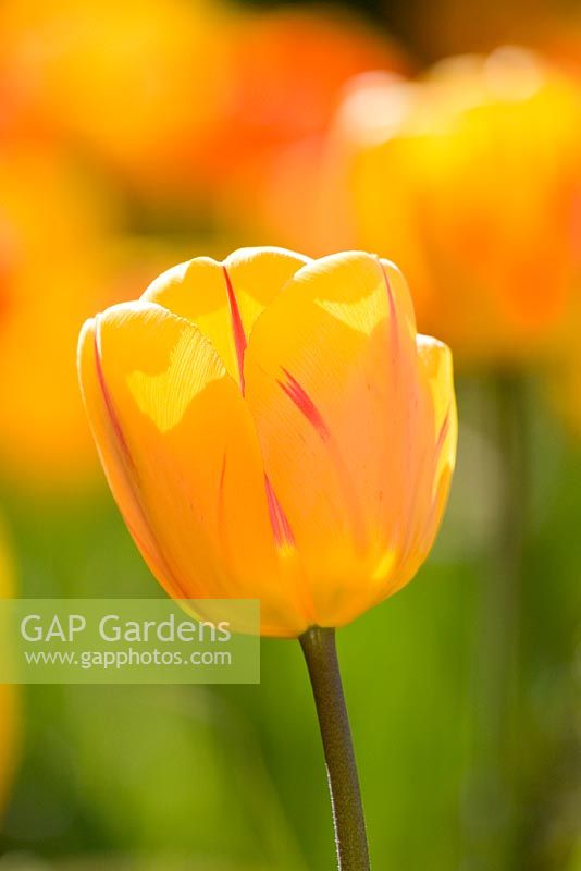 Orange Tulipa in spring