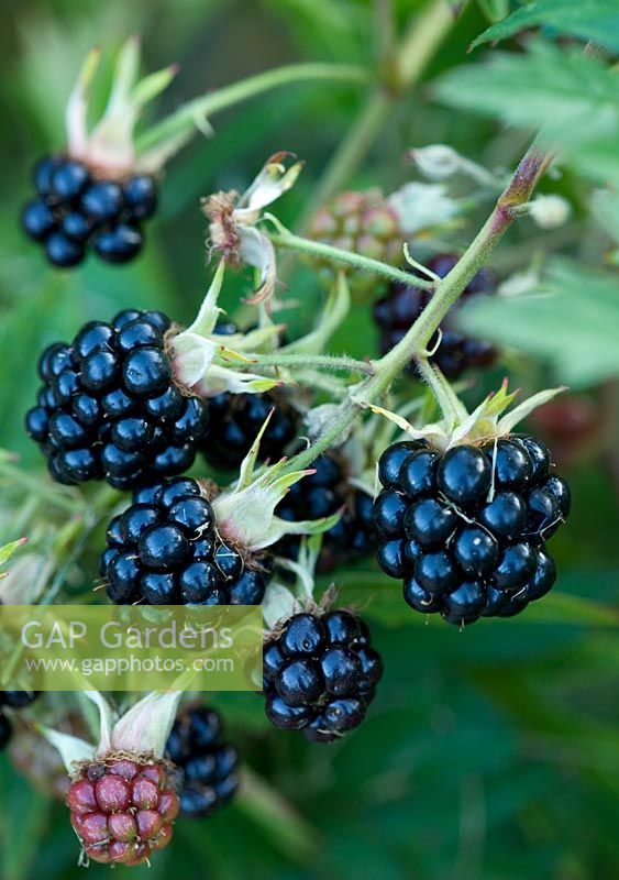 Blackberry 'Evergreen Thornless'. Clare Matthews Vegetable garden project, Devon