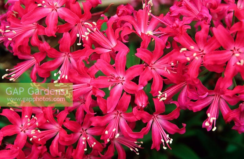 Nerine 'Teona'. NCCPG National Collection of Nerines. Brookend House, Welland, Worcesterhsire, UK. November.