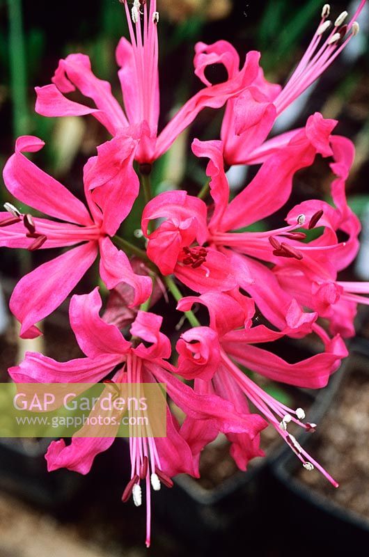 Nerine 'Ruth'. NCCPG National Collection of Nerines. Brookend House, Welland, Worcesterhsire, UK. November.