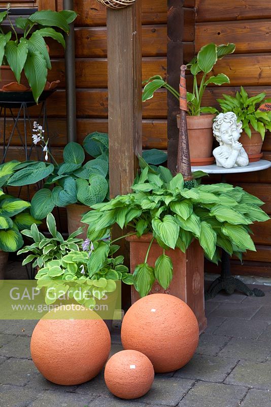 Hostas in terracotta containers