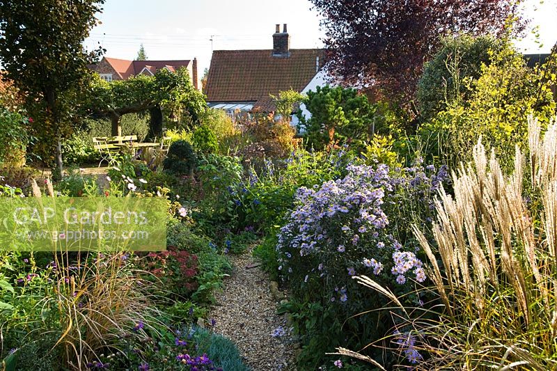 Garden in late Summer with Asters, Miscanthus and Sedums
