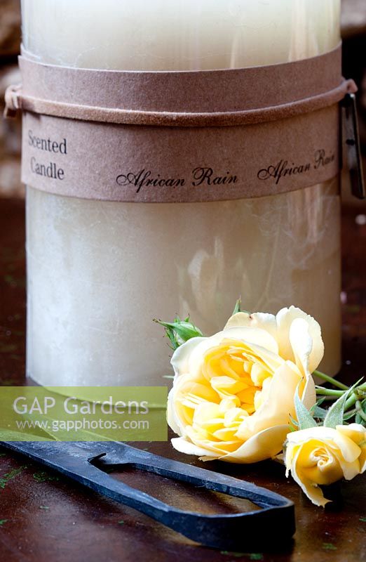 Yellow roses, shears and scented candle
