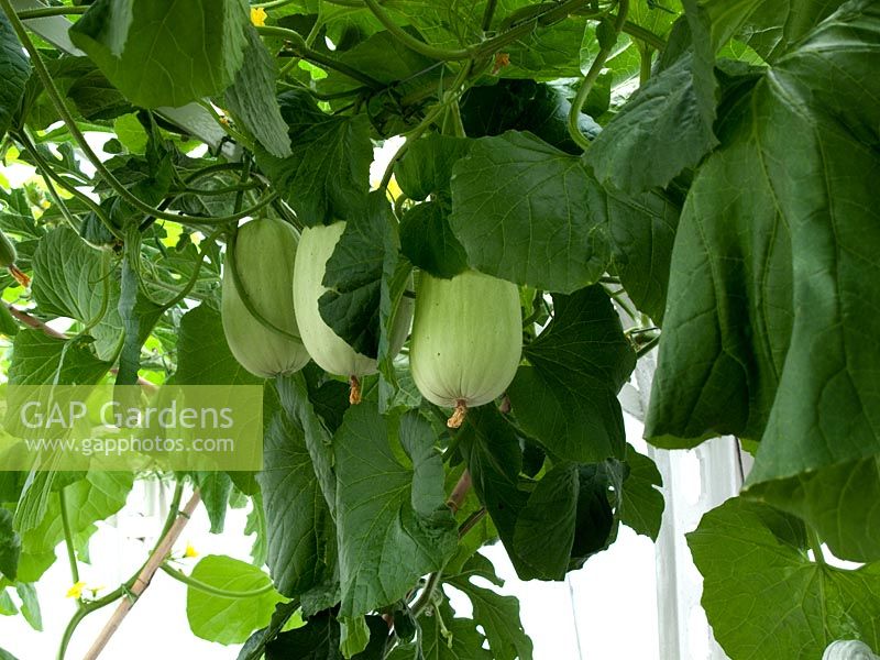 Honeydew melons growing in a melon house