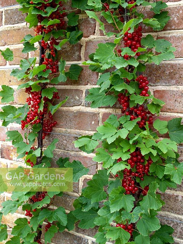 Ribes - Red Currants 'Stanza'