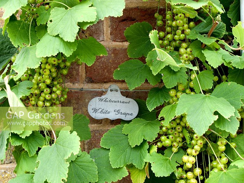 Young white currants grown against a brick wall with engraved galvanised label 