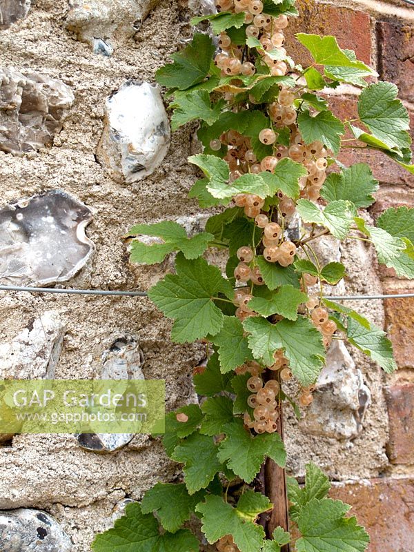Ribes 'White Grape' - White Currants trained against garden wall
