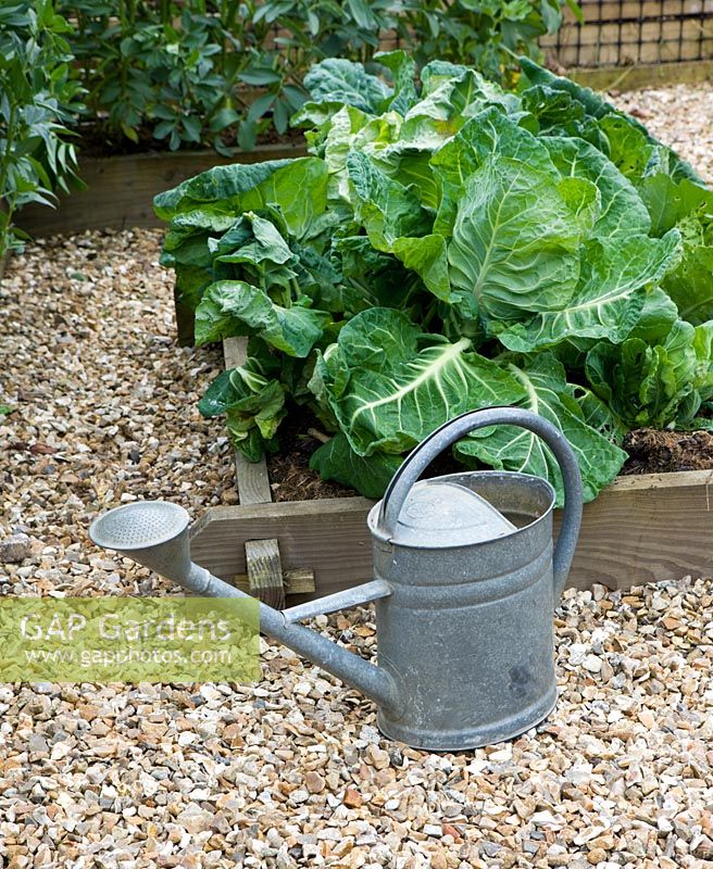Metal watering can beside raised bed with Spring Cabbage 'Frostie'. Clare Matthews Vegetable garden project, Devon