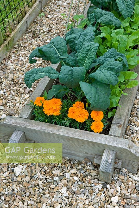 Cabbage 'Kilaxy F1' underplanted with Beetroot 'Boltardy' and Calendula - Marigolds in raised bed