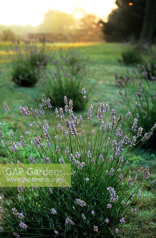Meadow planted with Lavandula intermedia 'Provence' - Hither Lane, Long Island, USA